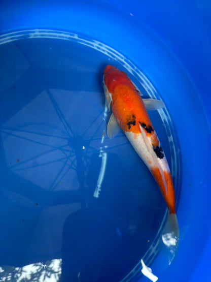 11" Sanke Japanese Import Koi