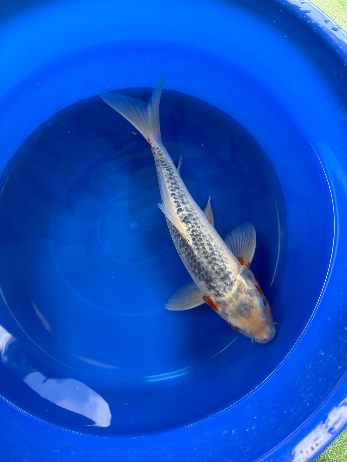 Asagi Koi 14"