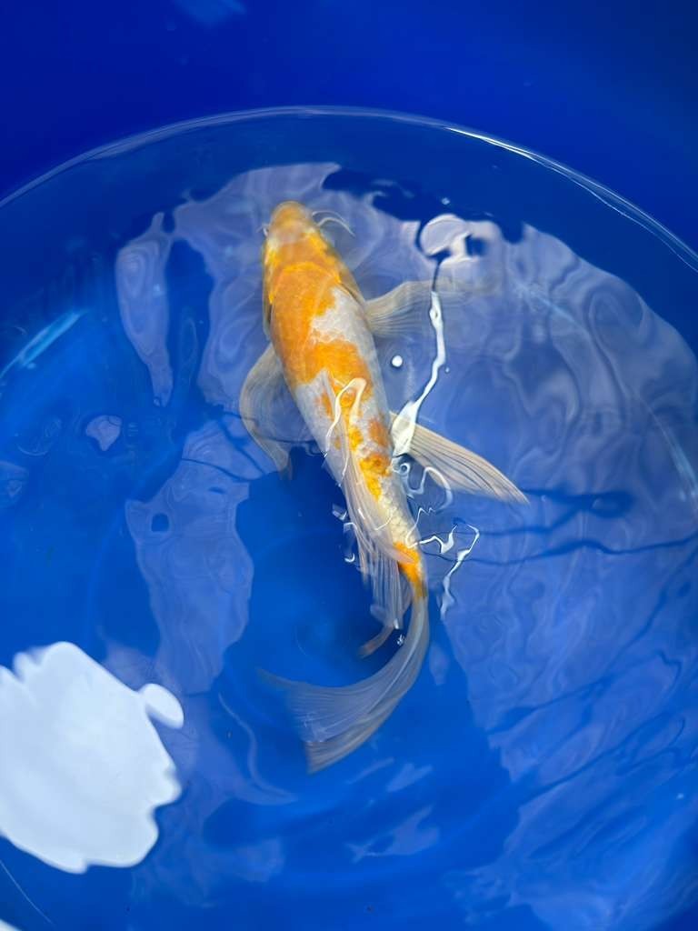 Hariwake Butterfly Koi 10"