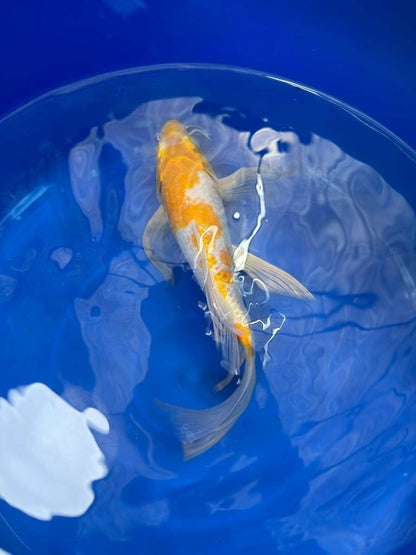 Hariwake Butterfly Koi 10"
