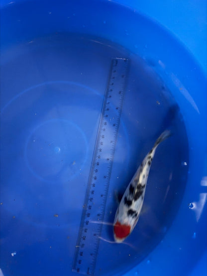 6"  Tancho Sanke Import Koi (Hand Picked) T3