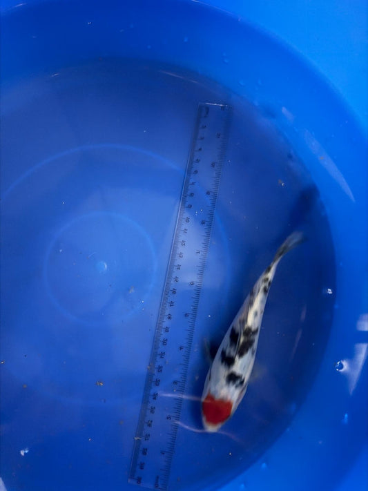 6"  Tancho Sanke Import Koi (Hand Picked) T3