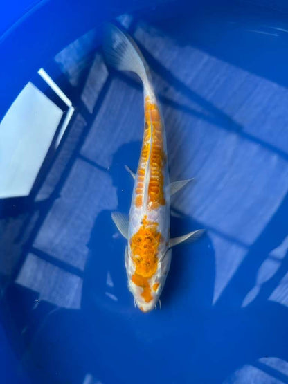 Doitsu Hariwake 8" inch Koi