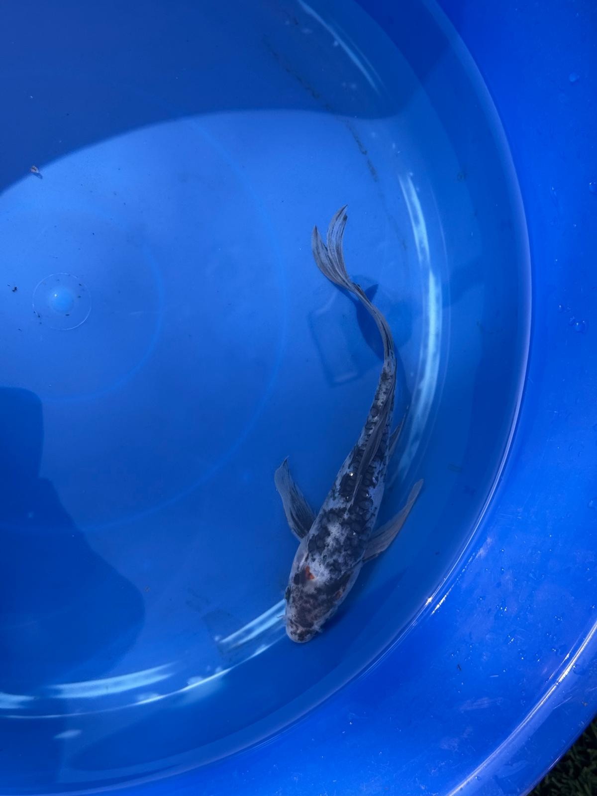 Showa Butterfly Koi 8 Inch