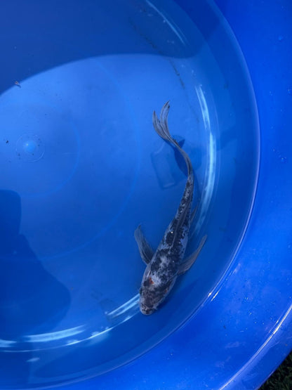 Showa Butterfly Koi 8 Inch