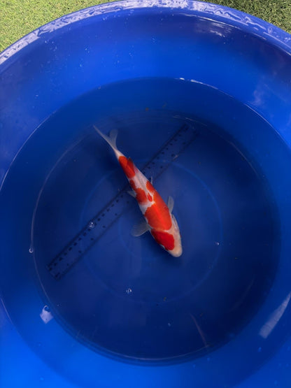 9"  Kohaku Japanese Import Koi (Hand Picked) T3