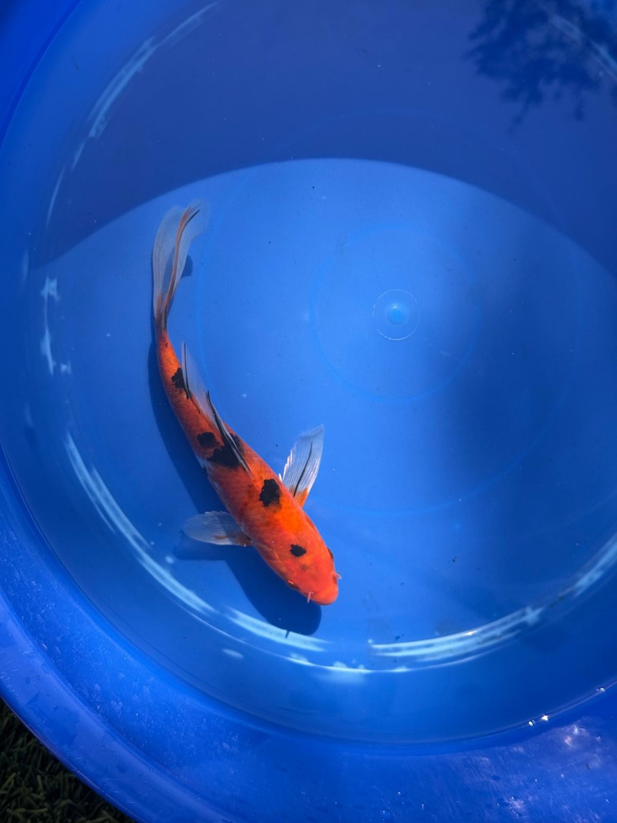 Sanke Butterfly Koi 9 Inch