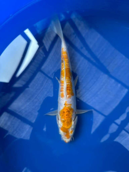 Doitsu Hariwake 8" inch Koi