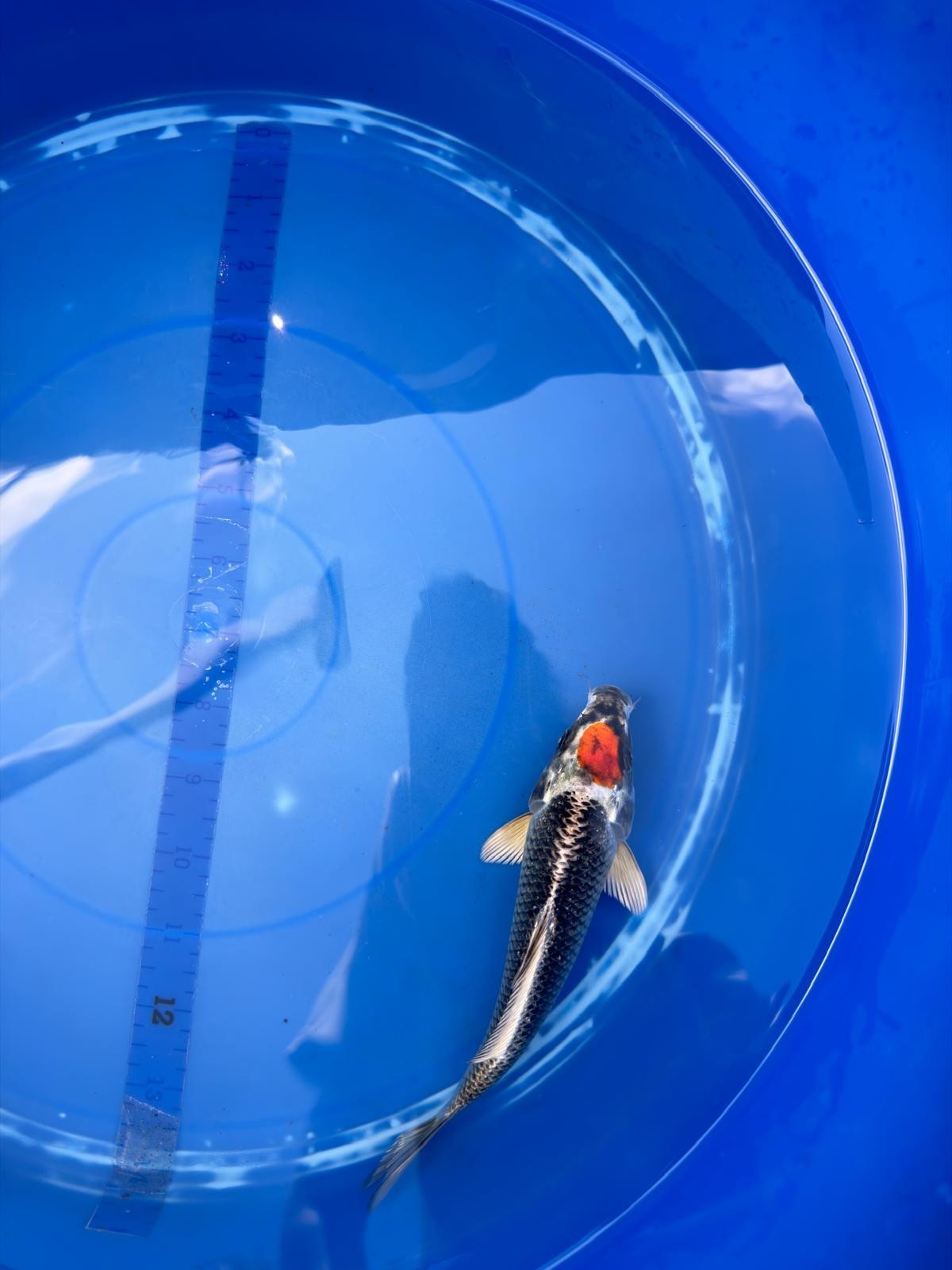 6"  Tancho Kujaku Japanese Import Koi (Hand Picked) T2