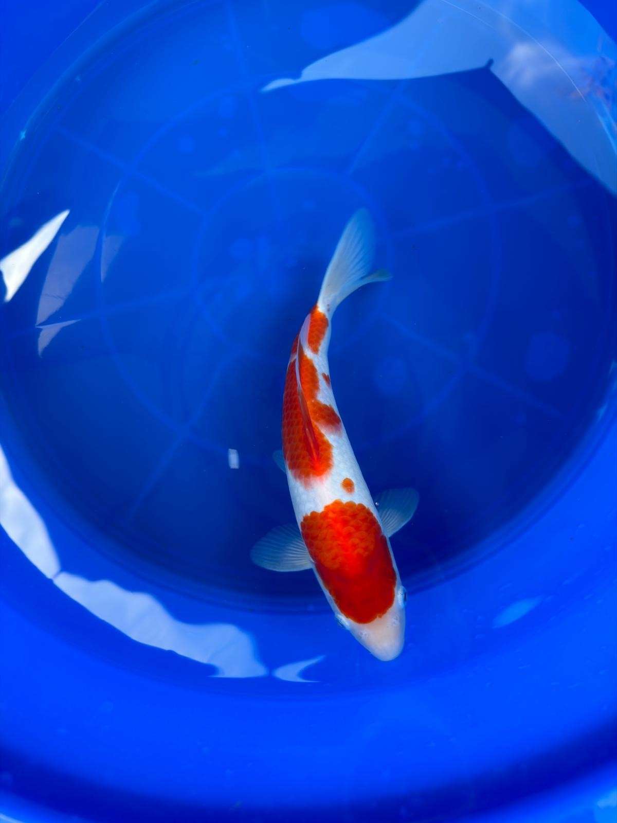 10" Kohaku Japanese Imported T2
