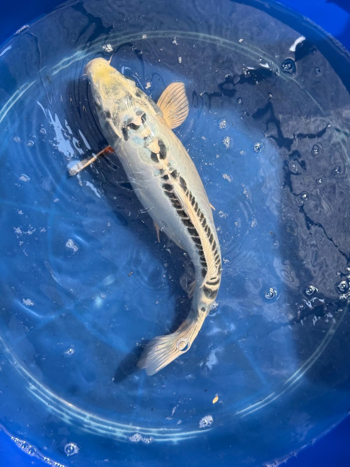 14.5"  Kikokuryu Japanese Import Koi