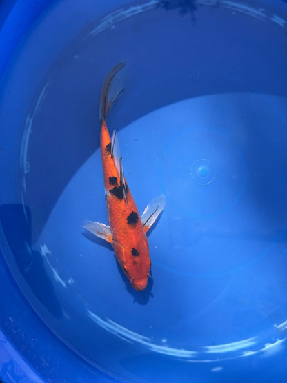 Sanke Butterfly Koi 9 Inch
