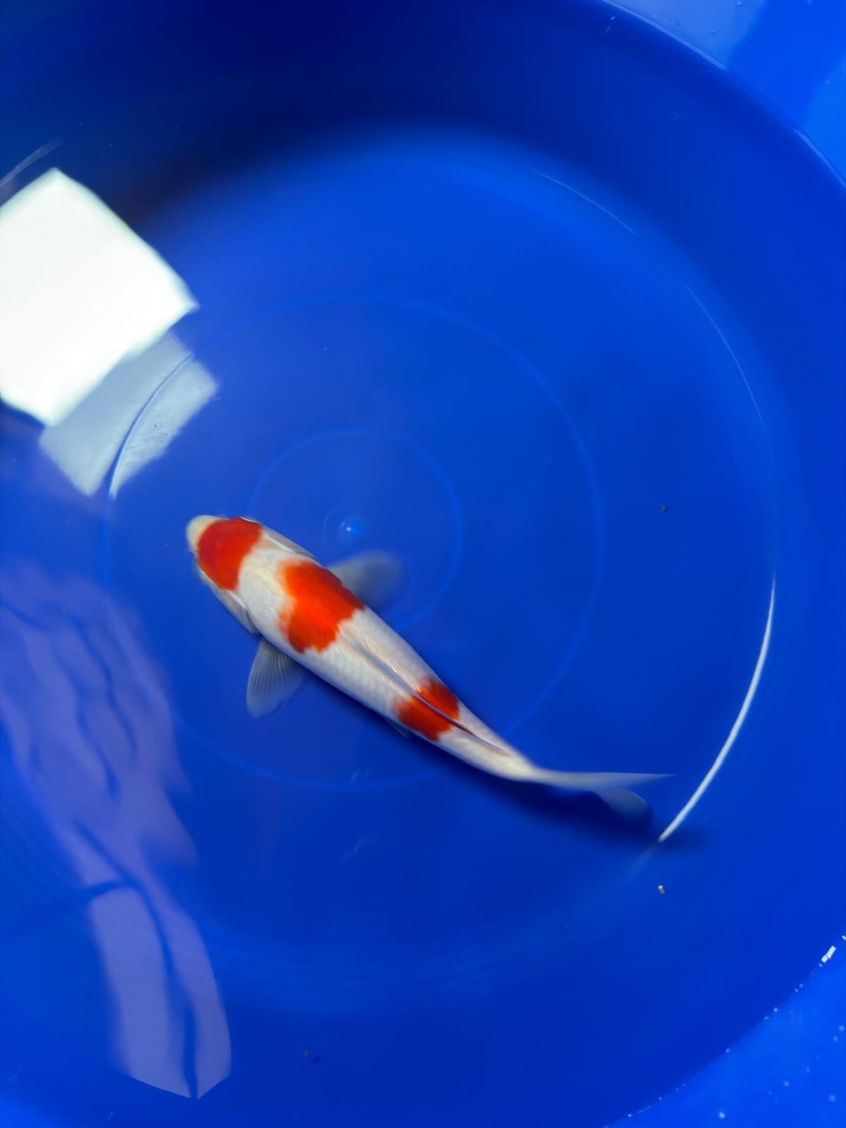 8" Kohaku Japanese Imported (Hand Picked)