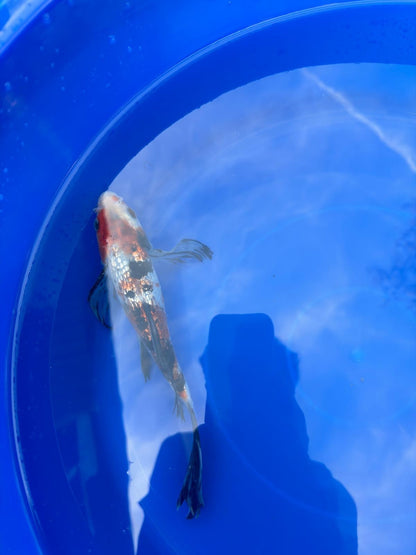 Ginrin Showa  Butterfly 9" Koi