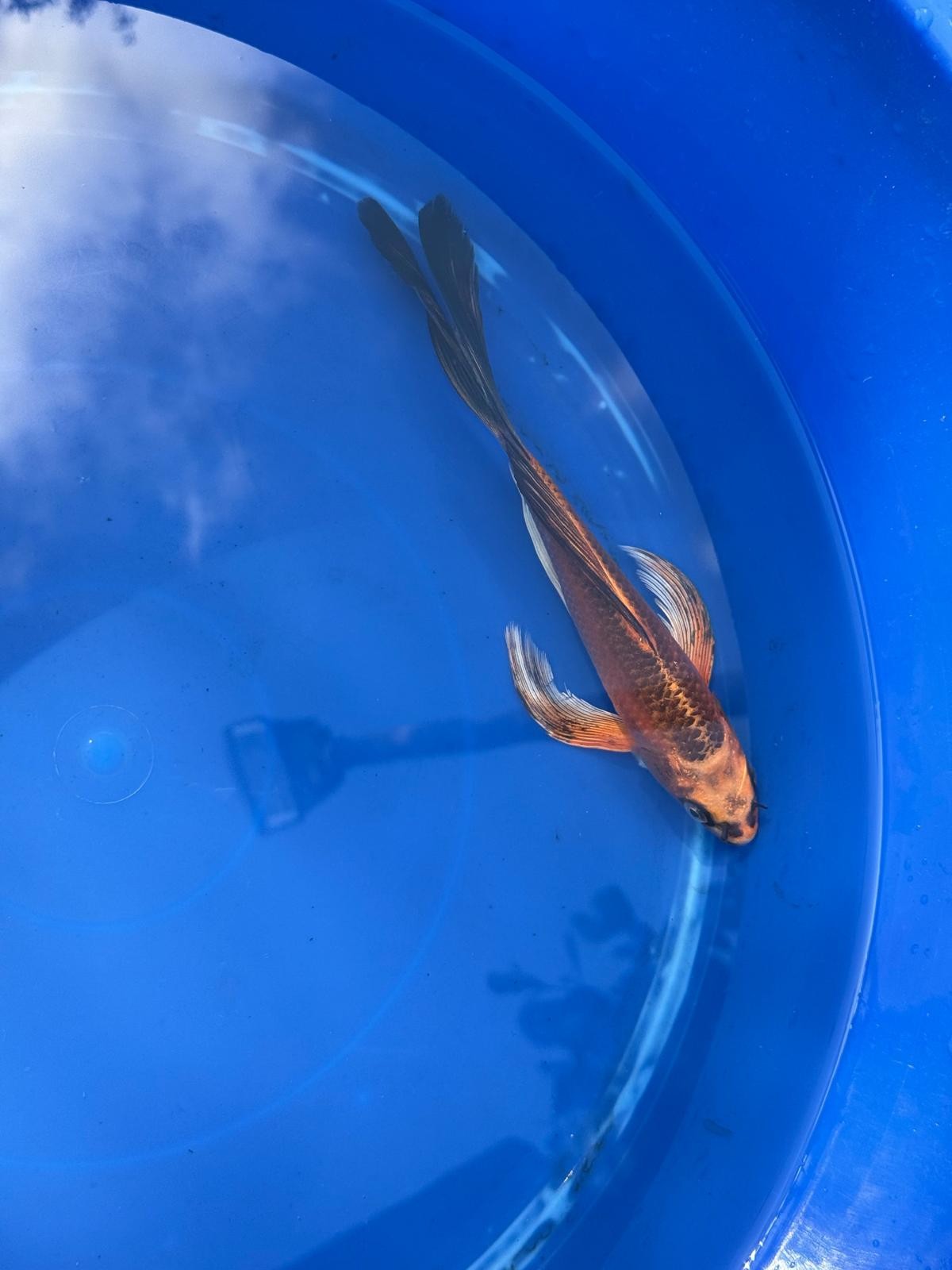 Kin Matsuba Butterfly Koi 8 Inch