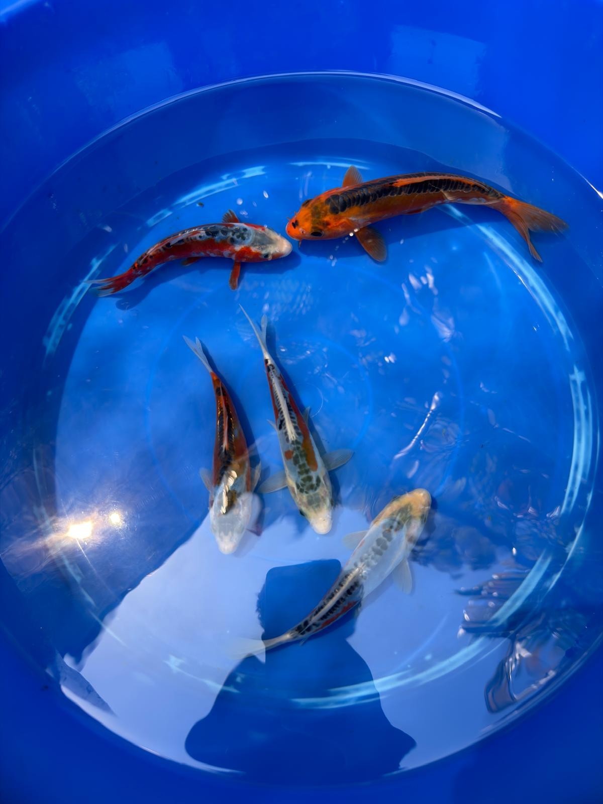 2 Pack of Japanese Shusui Koi 5" to 7"