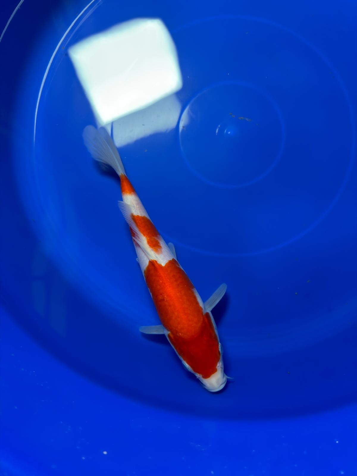 9"  Kohaku Japanese Import Koi (Hand Picked) T1