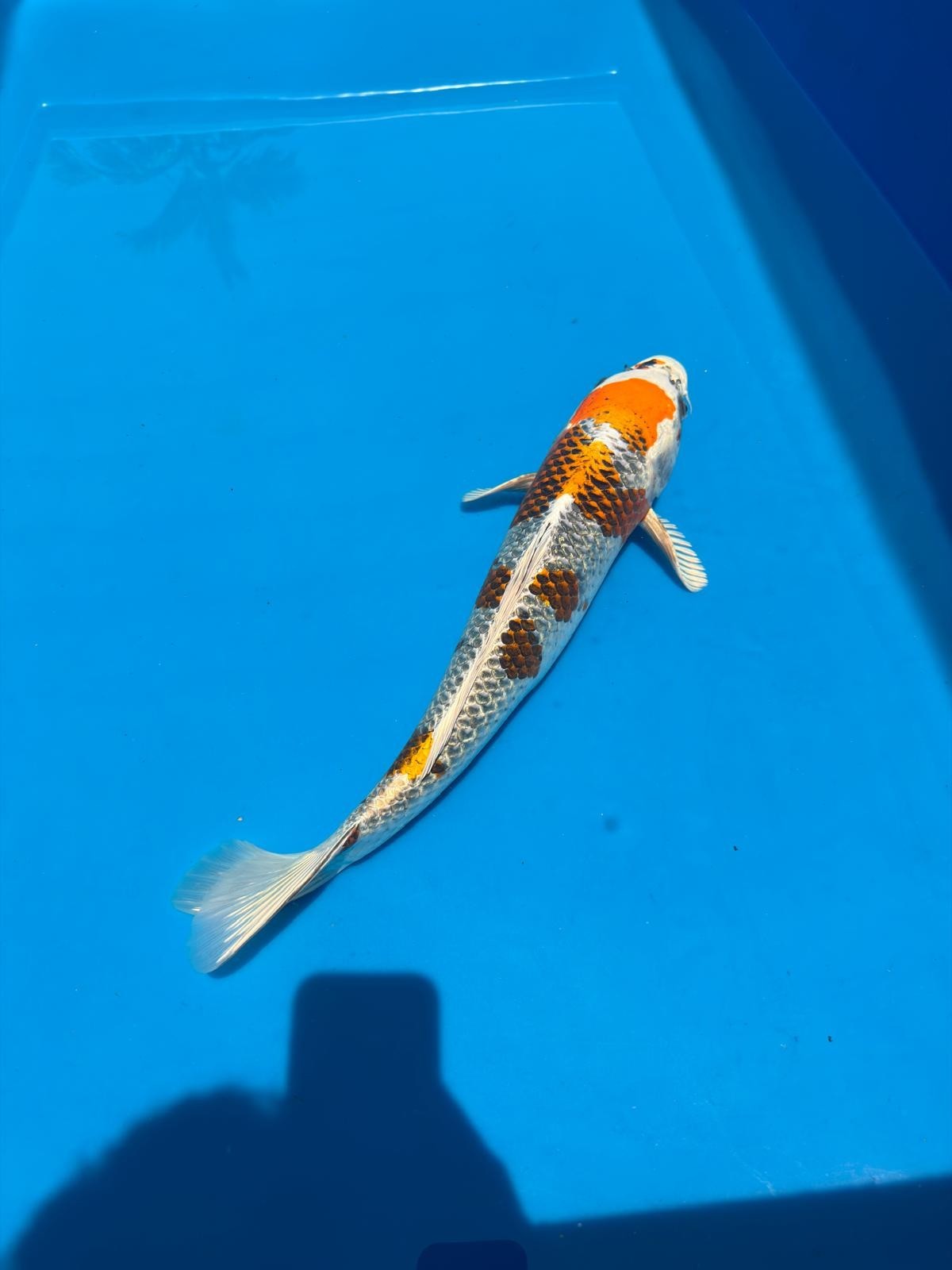20" Kujaku-Japanese Imported-Female-Breeder Certifcate
