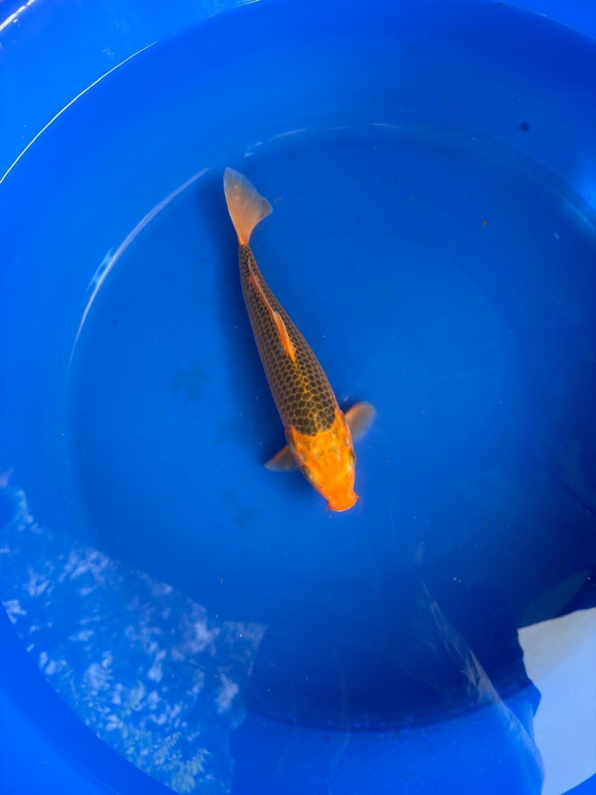 10" Aka Matsuba Japanese Imported
