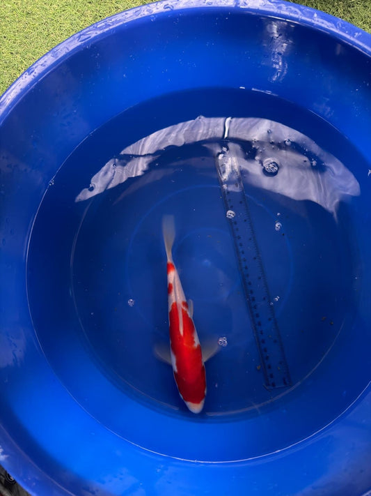 9"  Kohaku Japanese Import Koi (Hand Picked) T3