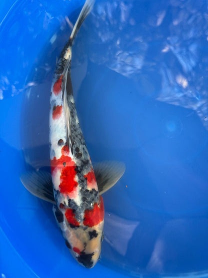 Japanese Dainichi Showa 13"