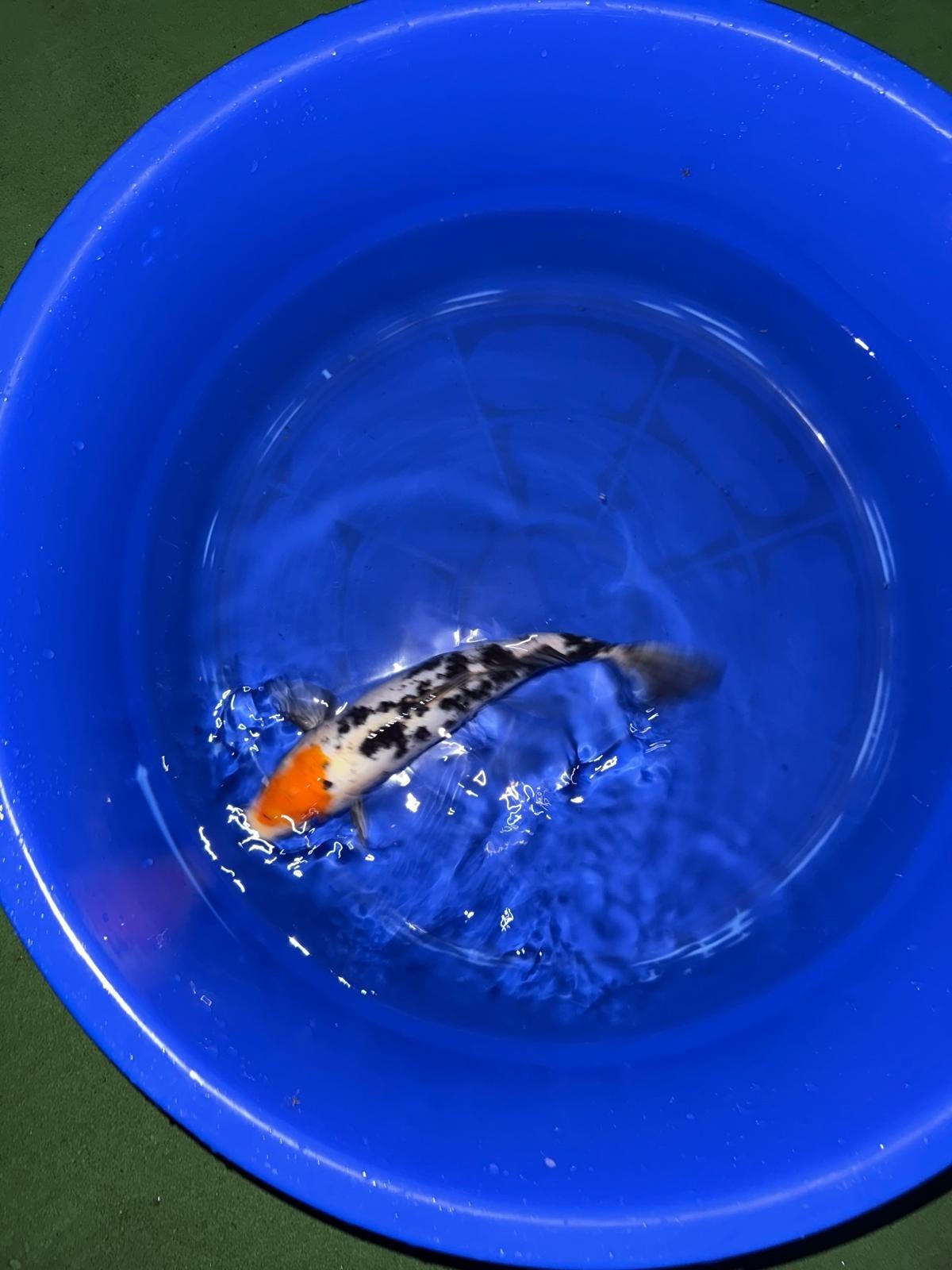 Japanese Koi Tancho Sanke 14 inch