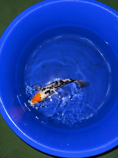 Japanese Koi Tancho Sanke 14 inch