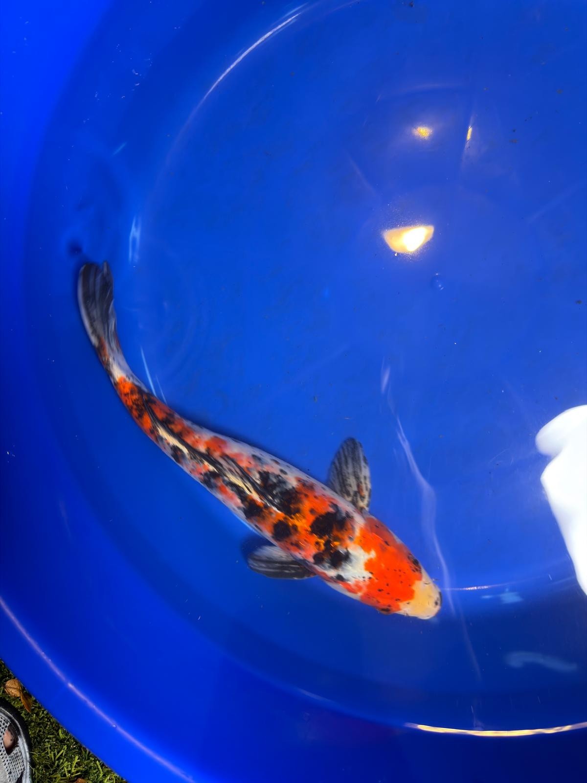 Showa Koi 12" Inches