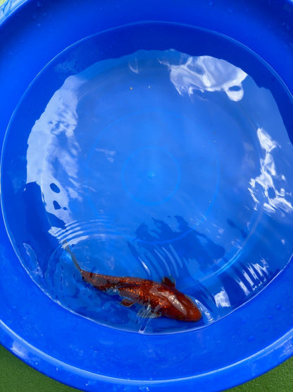Ginrin Ochiba Koi 8"