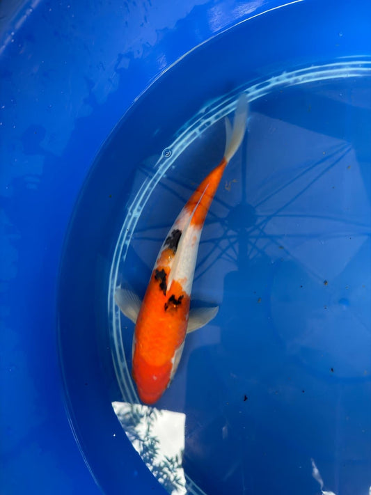 11" Sanke Japanese Import Koi