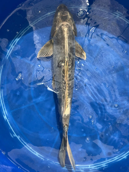 Kikokuryu Japanese Import Koi 17"