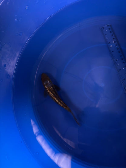 6"  Ginrin Ochiba Japanese Import Koi (Hand Picked) T3