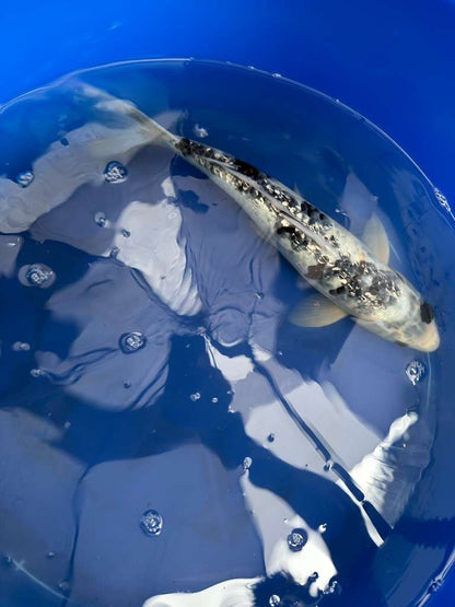 14 " Inch Gin Rin Shiro Bekko Koi