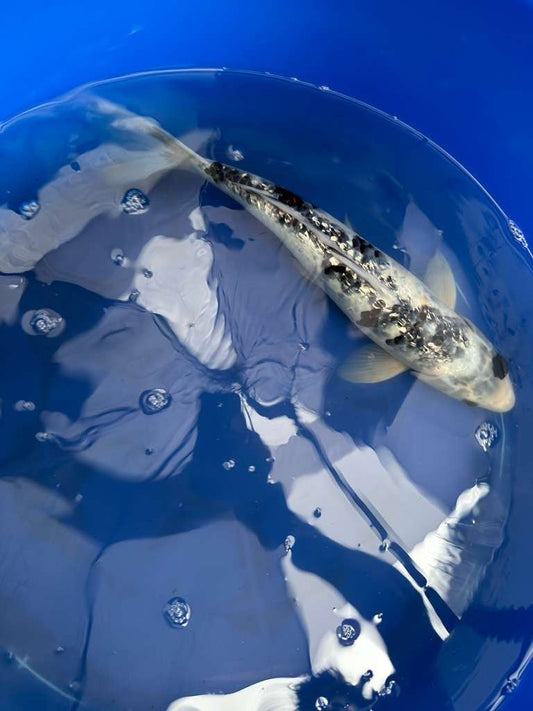 14 " Inch Gin Rin Shiro Bekko Koi