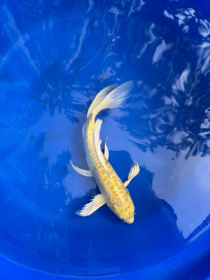 Doitsu Lemon Hariwake Butterfly Koi 12"