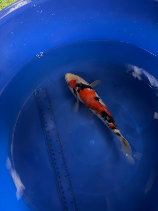 8"  Showa Japanese Import Koi (Hand Picked) T3