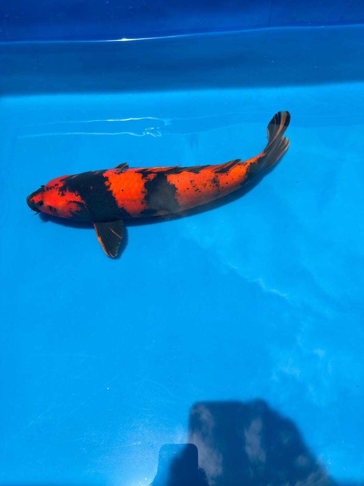 18" Hi Utsuri-Japanese Imported-Breeder Certifcate