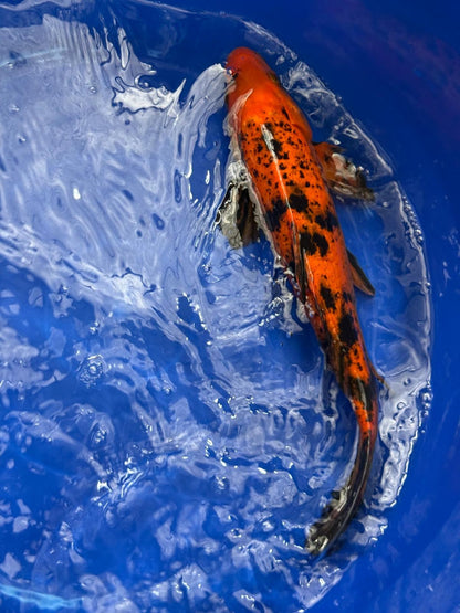 12"  Kin Hi Utsuri Koi