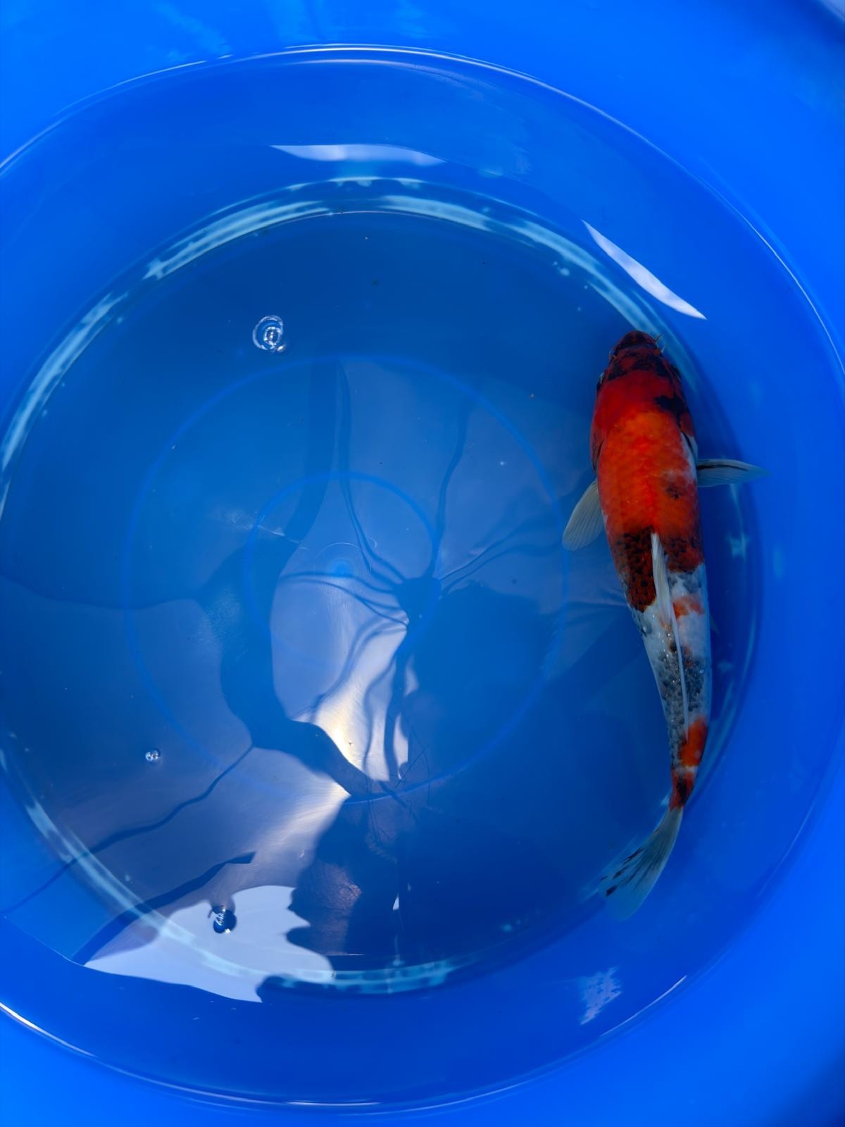 Japanese Koi Showa 10" TK(B)