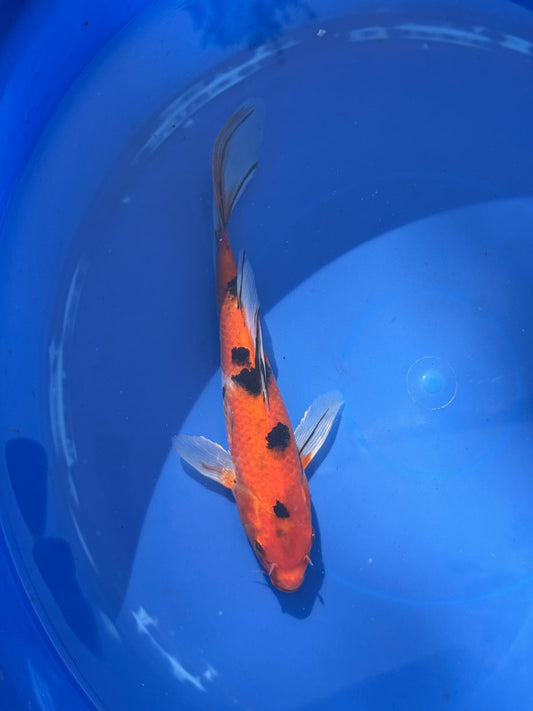 Sanke Butterfly Koi 9 Inch