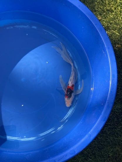 Showa Butterfly Koi 9 Inch