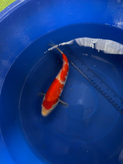 9"  Kohaku Japanese Import Koi (Hand Picked) T3