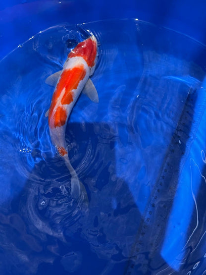 10.5 " Kohaku Japanese Imported (Hand Picked) T2