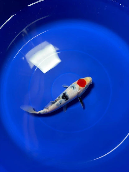 8" Tancho Sanke Japanese Imported HQ(High Quality)