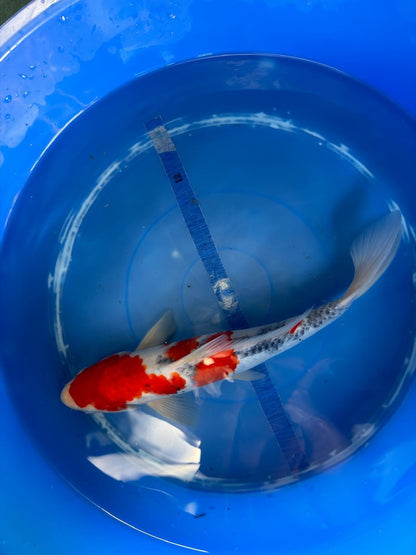 Taisho Sanke Koi 12"