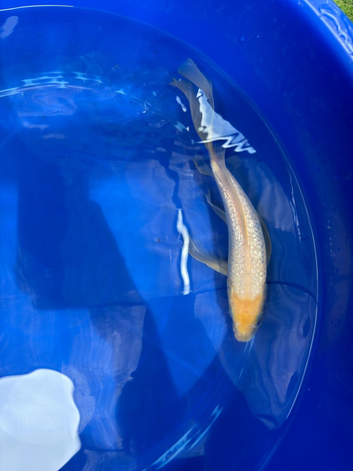 Ginrin Shiro Muji Butterfly 9.5" Koi