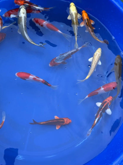 2 Pack of Japanese Imported Tosai Koi 6 to 7 inch