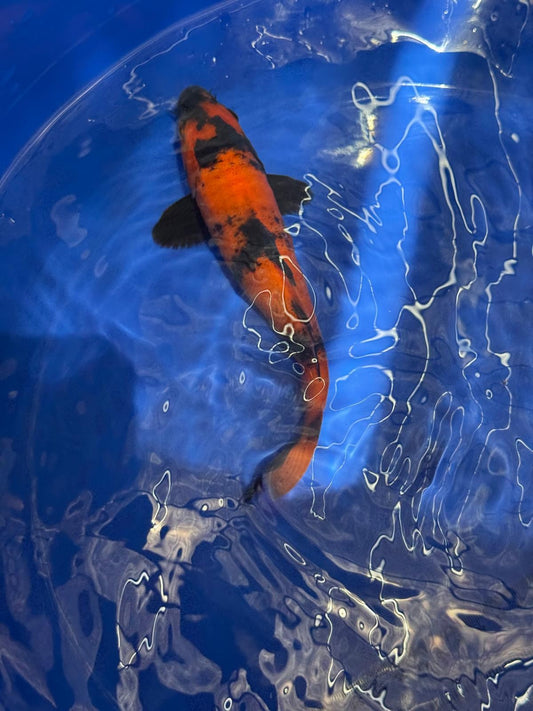8" Hi Utsuri Japanese Imported (Hand Picked) T2