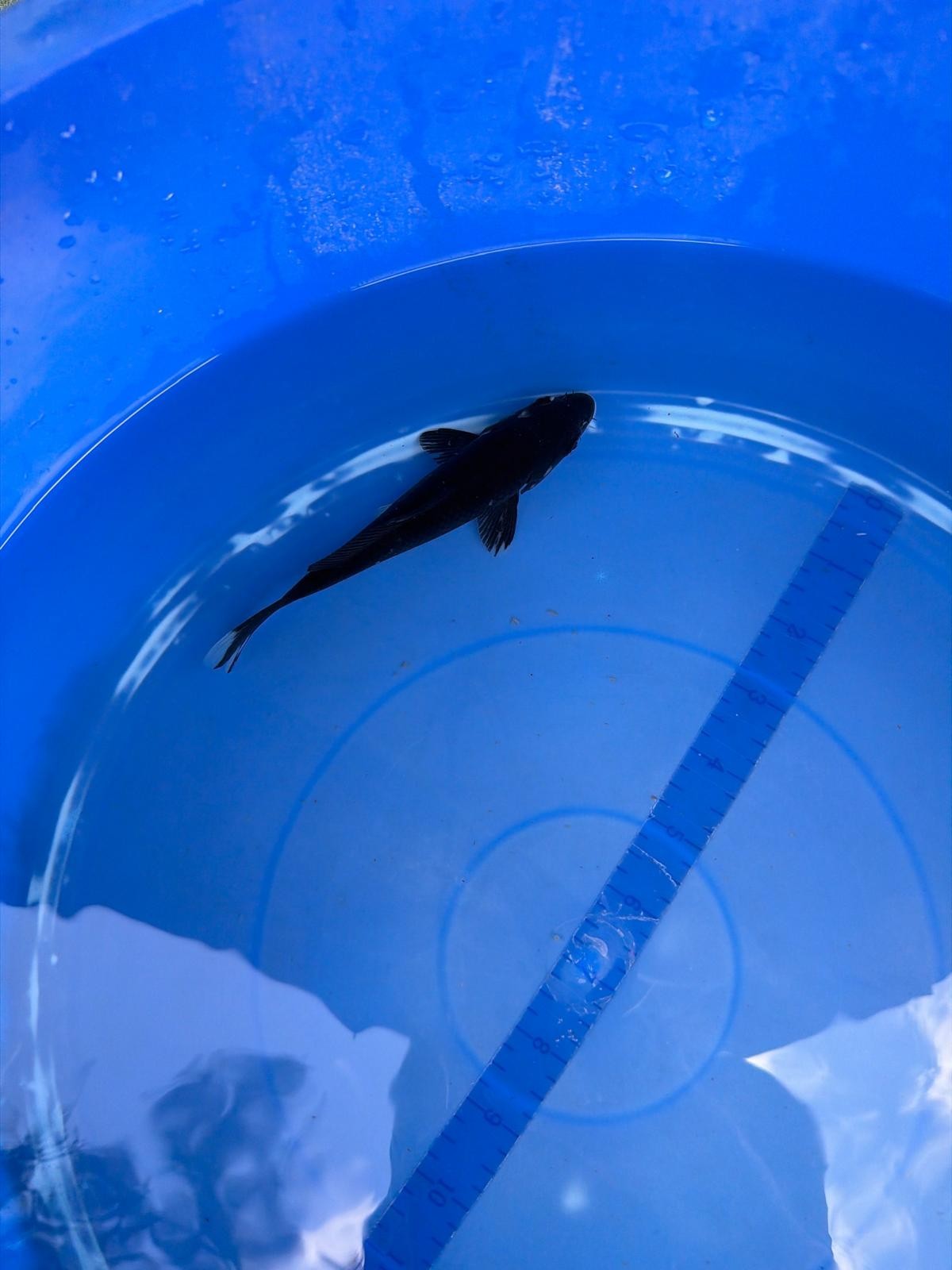 6" Karasu Goi Japanese Import Koi (Hand Picked)