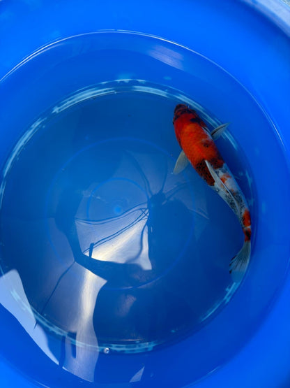Japanese Koi Showa 10" TK(B)